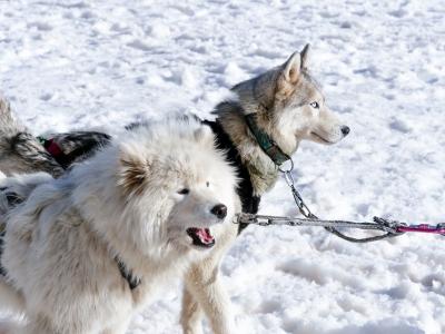 traineau a chiens