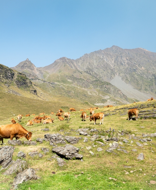 balade transhumance